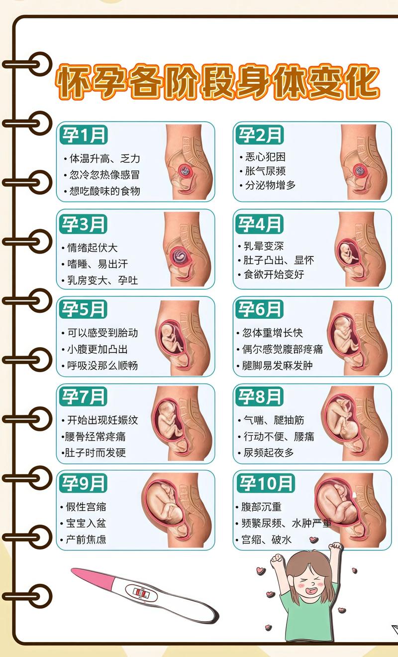揭秘供卵代孕妈妈怀孕小腹分两节，孕期变化的奥秘锦州代生机构: